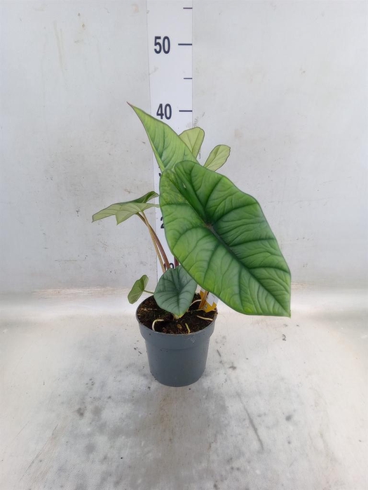 <h4>Alocasia   ...</h4>