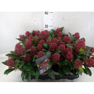 Skimmia jap.