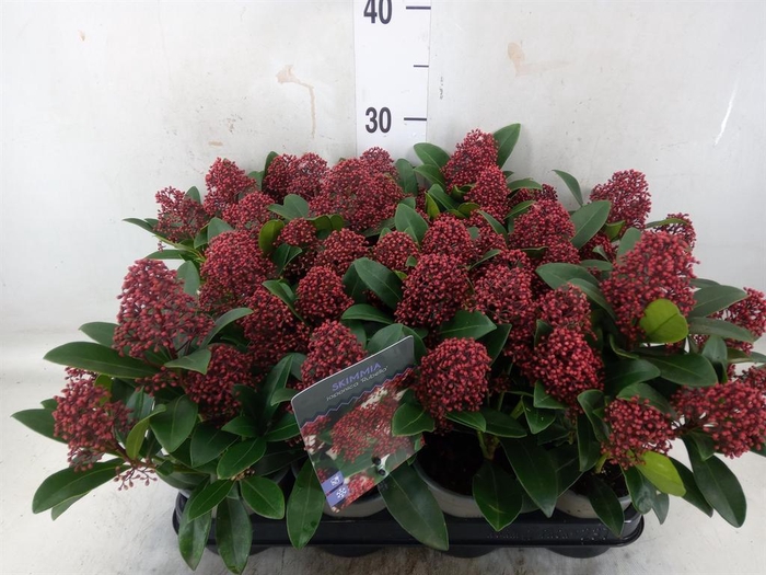 <h4>Skimmia jap.</h4>