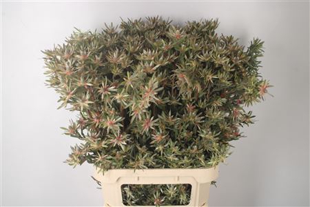 <h4>Leucad Ayoba Star Pearl</h4>