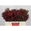 Leucadendron Saf Sunset Dark R.Spray