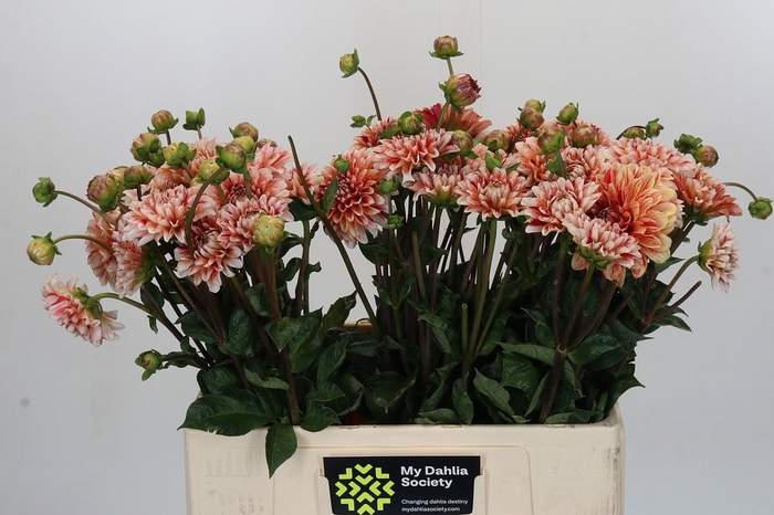 <h4>Dahlia Striped Nagano</h4>