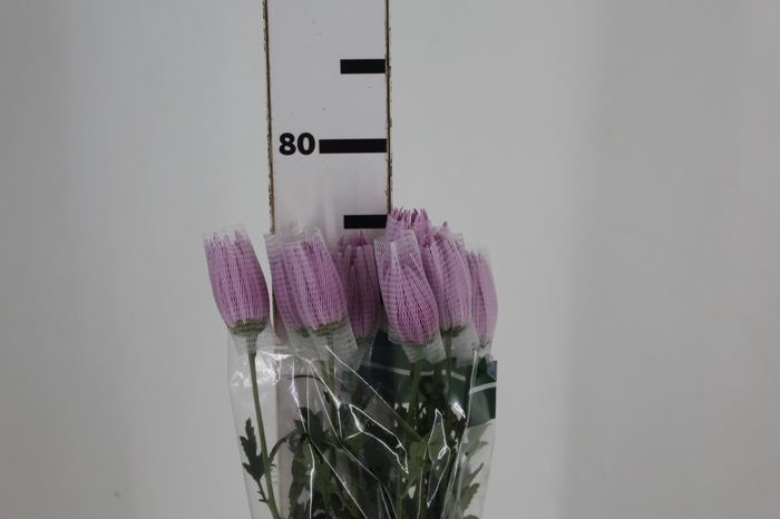 <h4>ANASTASIA CIPRIA 080 CM LILAS</h4>