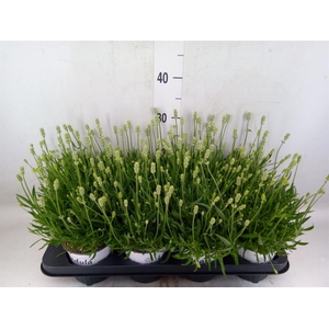Lavandula interm. 'Edelweiss'