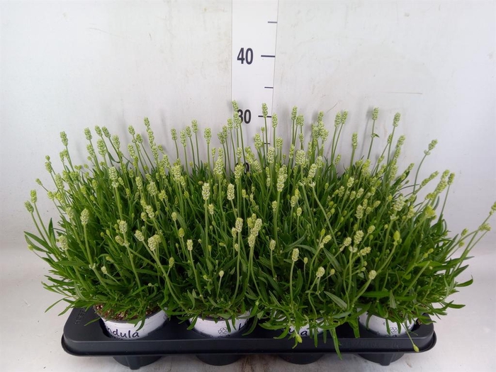 <h4>Lavandula interm. 'Edelweiss'</h4>