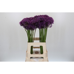 Allium Jackpot
