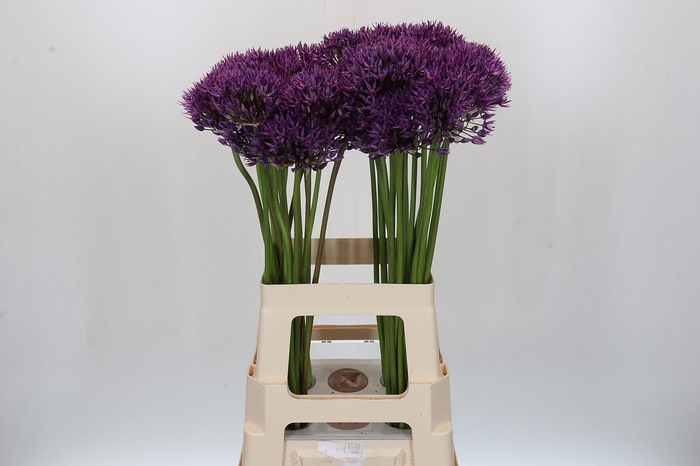 Allium Jackpot