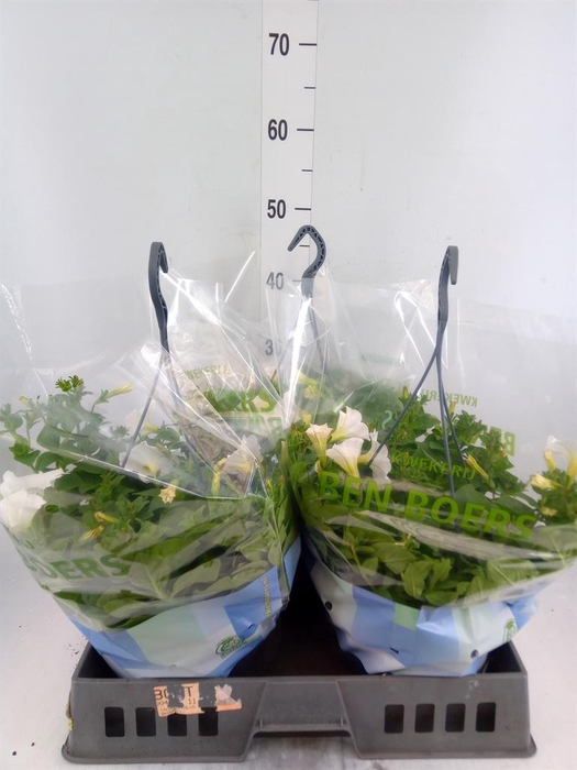 <h4>Petunia ...</h4>