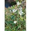 Abelia overig