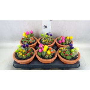 Cactus   ...decorated