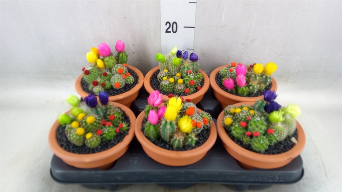 <h4>Cactus   ...decorated</h4>