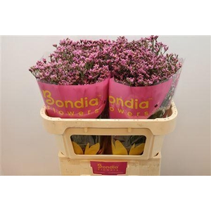 Lim Sin Tiffany Diamond