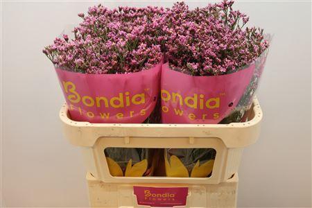 <h4>Lim Sin Tiffany Diamond</h4>