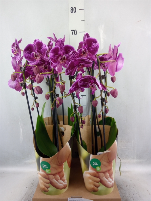 <h4>Phalaenopsis  'Elegant Cascade'</h4>