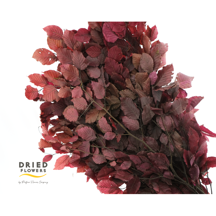 <h4>Faggio Preserved Cerise (beech,beuk)</h4>