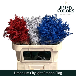 Limonium Skylight L70 French Flag
