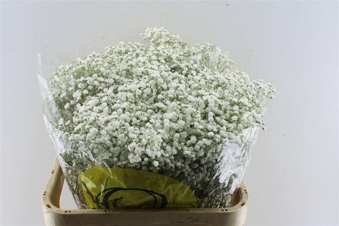 <h4>Gyps Pa Xlence</h4>