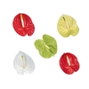 ANTHURIUM VARIADO 11/13 040 CM DIAM MIN 11 CM VARIADO