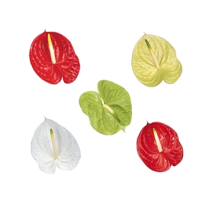 ANTHURIUM VARIADO 11/13 040 CM DIAM MIN 11 CM VARIADO
