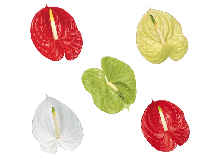 <h4>ANTHURIUM VARIADO 11/13 040 CM DIAM MIN 11 CM VARIADO</h4>