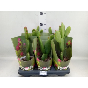 Opuntia