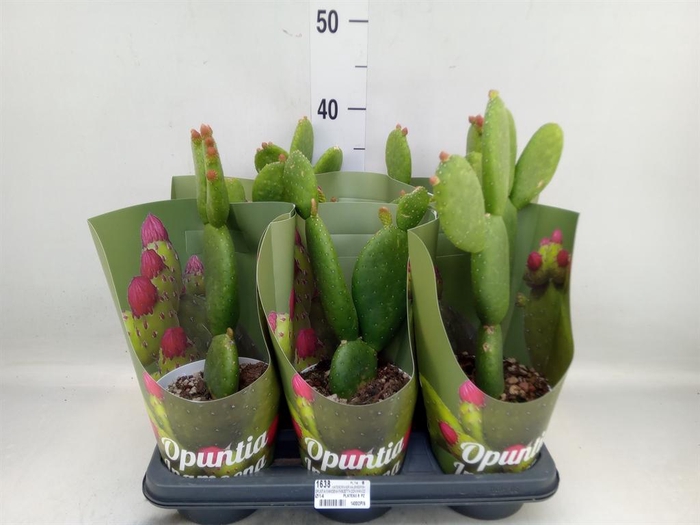 <h4>Opuntia</h4>