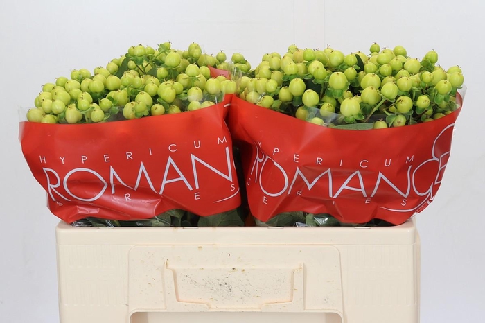 <h4>Hypericum Smiley Romance</h4>