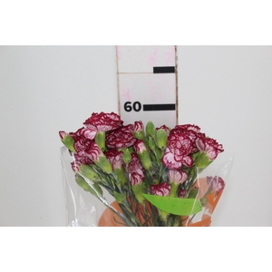 CRAVO SPRAY MINI BACARAT 060 CM