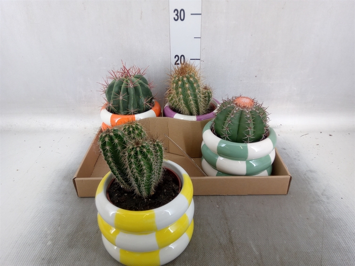 <h4>Cactus   ...</h4>