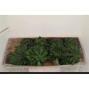 FATSIA JAPONICA BLAD