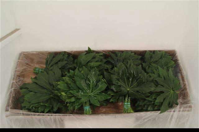 <h4>FATSIA JAPONICA BLAD</h4>