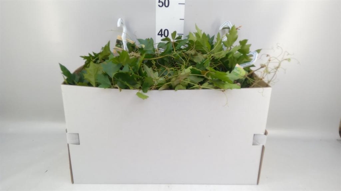 <h4>Cissus rhombifolia 'Ellen Danica'</h4>