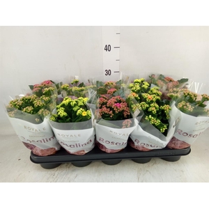 Kalanchoe blos. 'RoyalDon'   ..mix