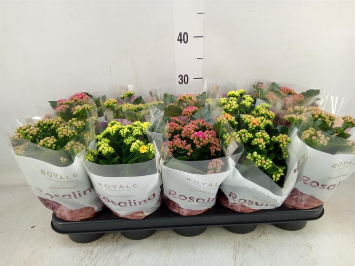 <h4>Kalanchoe blos. 'RoyalDon'   ..mix</h4>