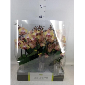 Phalaenopsis multi.   ...orange