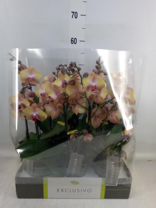<h4>Phalaenopsis multi. ...orange</h4>