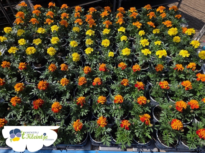 <h4>TAG PA BONANZA GEM</h4>