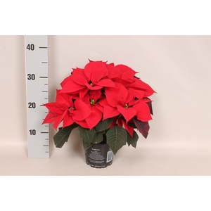 Poinsettia 13 cm Mirage Red