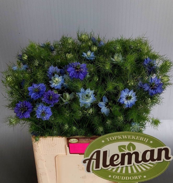 <h4>Nigella Artist Blue Teunis Aleman</h4>