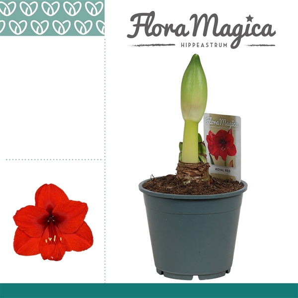 <h4>Amaryllis Royal Red 1 Knop</h4>