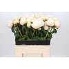 Paeonia Class Act