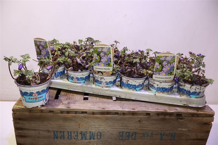 <h4>Anem Bl Blue Shades</h4>