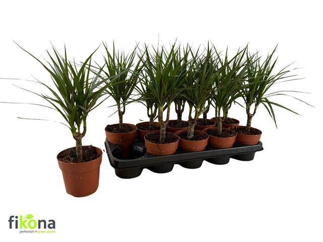 <h4>Dracaena Marginata</h4>