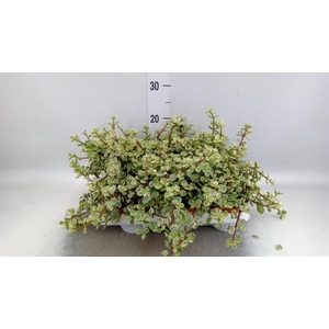 Portulacaria afra 'Variegata'