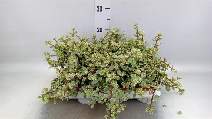 <h4>Portulacaria afra 'Variegata'</h4>