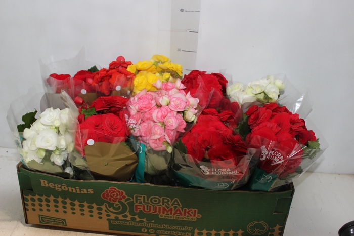 <h4>BEGONIA P11</h4>