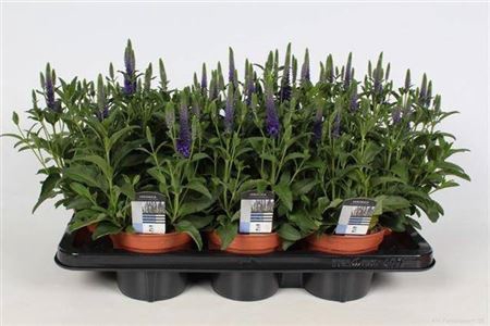 <h4>Vero Spicata</h4>