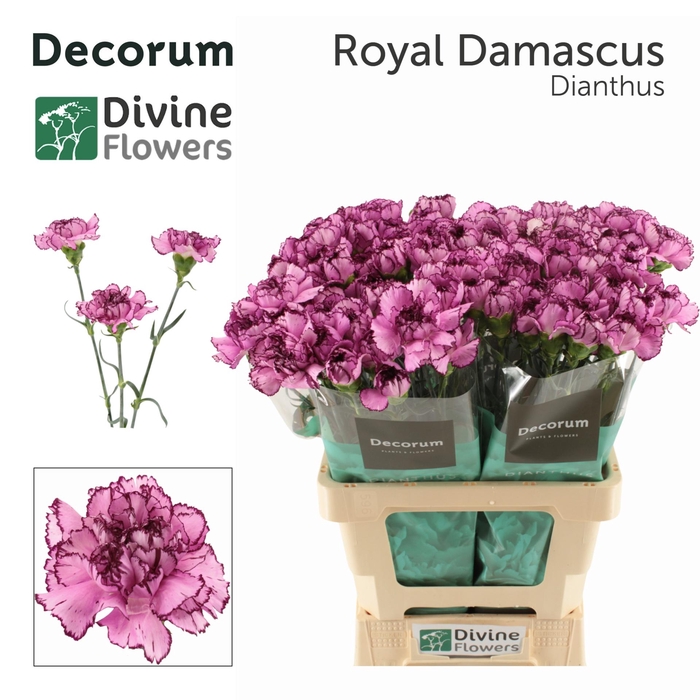 <h4>DI ST ROYAL DAMASCUS</h4>