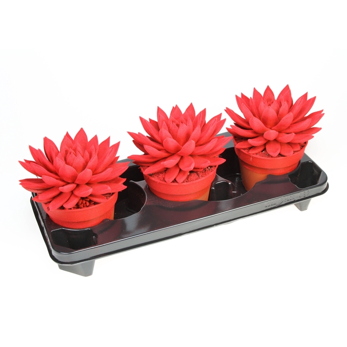 <h4>Miranda velvet red</h4>