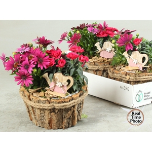 ARR GARDEN BARK PINK X3